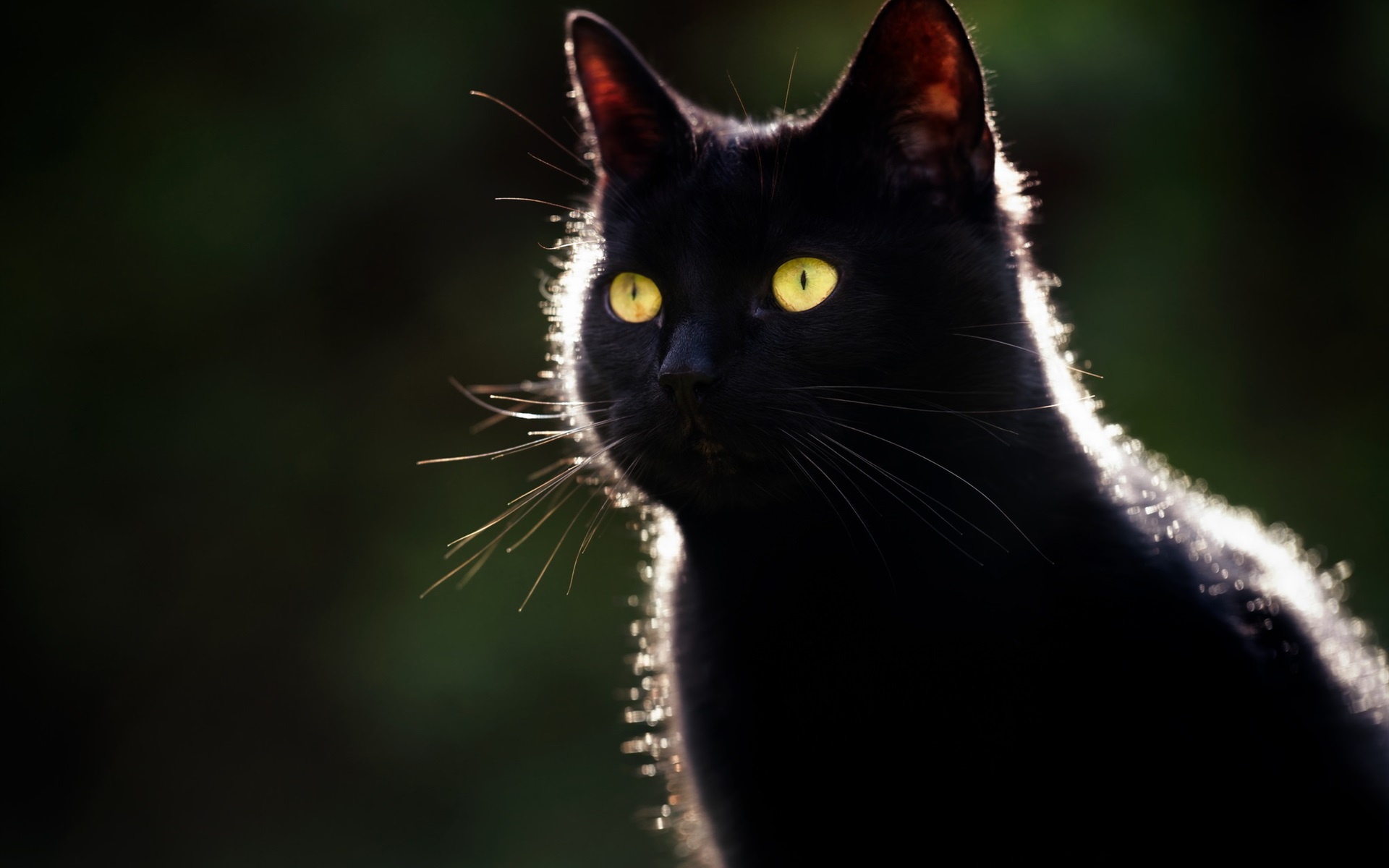 Wallpaper Black Cat, Yellow Eyes, Backlight, Dark Background - Черный Кот - HD Wallpaper 