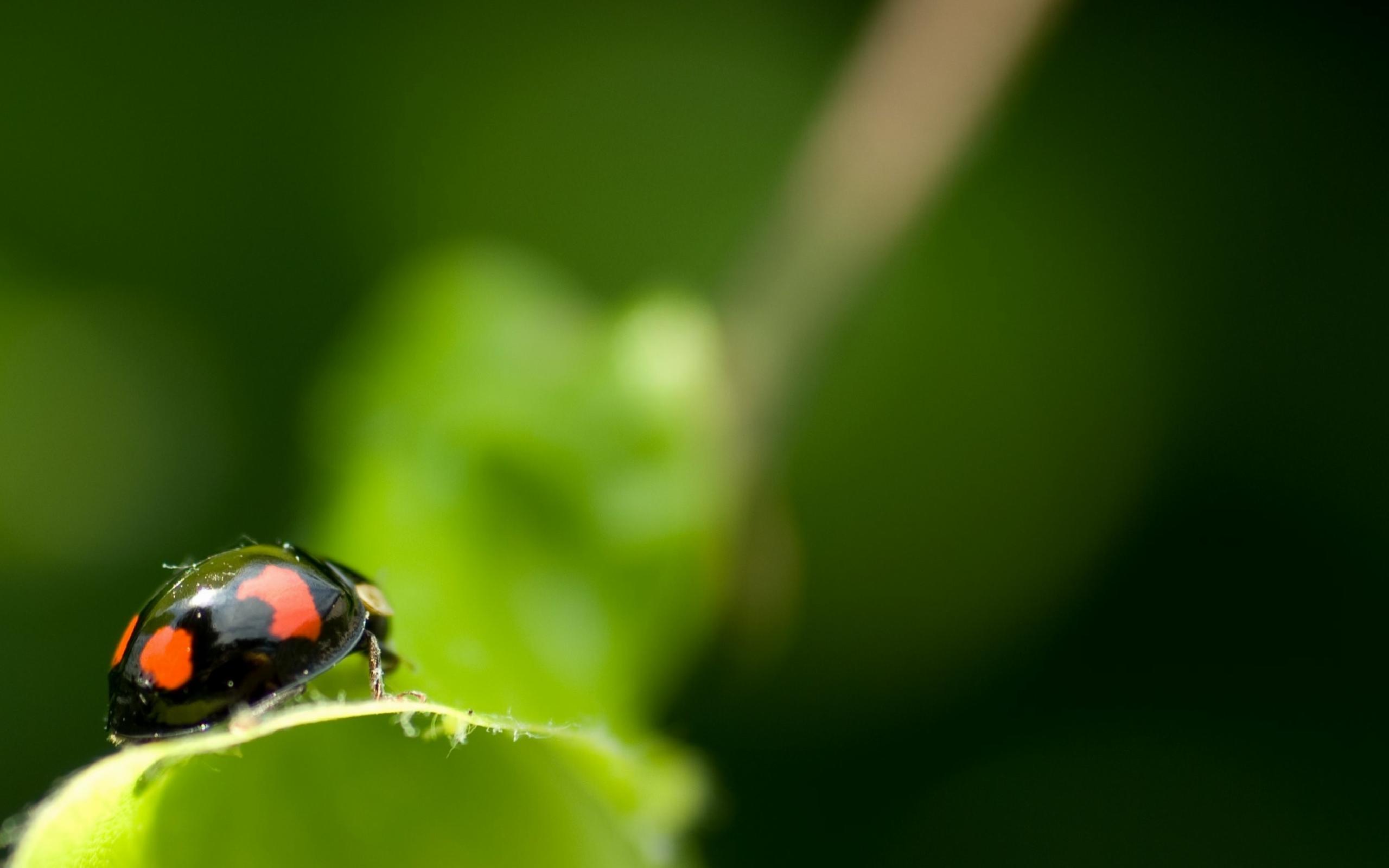 Siyah Uğur Böceği - Ladybug - HD Wallpaper 