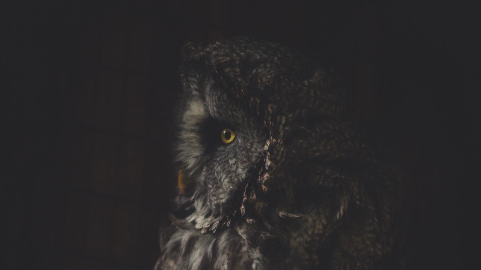Wallpaper Owl, Bird, Dark, Predator, Looks, Turned - Owl Dark - HD Wallpaper 