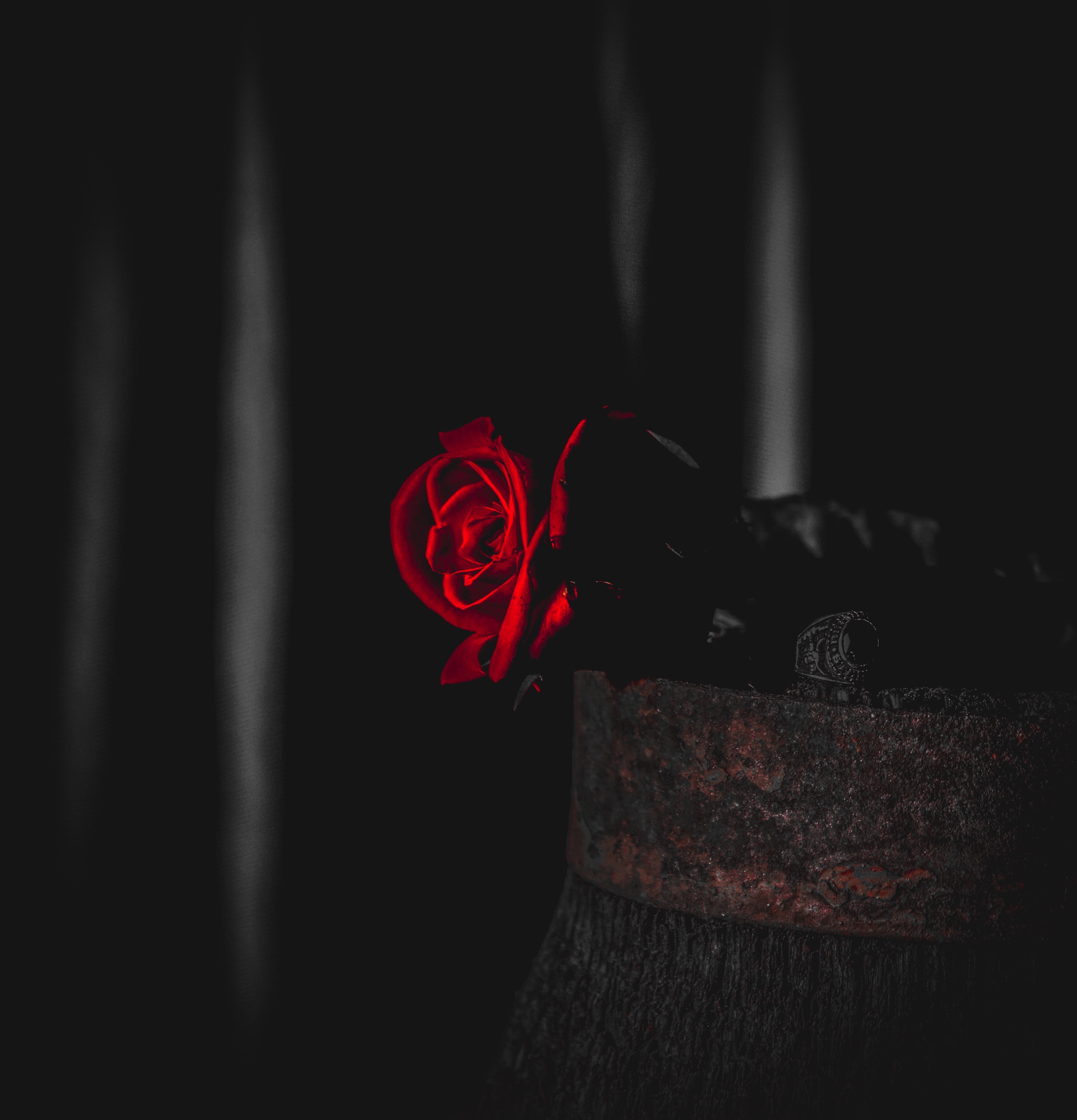 Wallpaper Rose, Red, Black, Contrast, Flower - Darkness - HD Wallpaper 