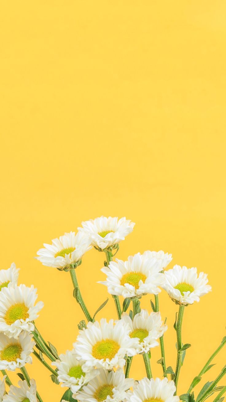 Yellow Flower Background Iphone - HD Wallpaper 