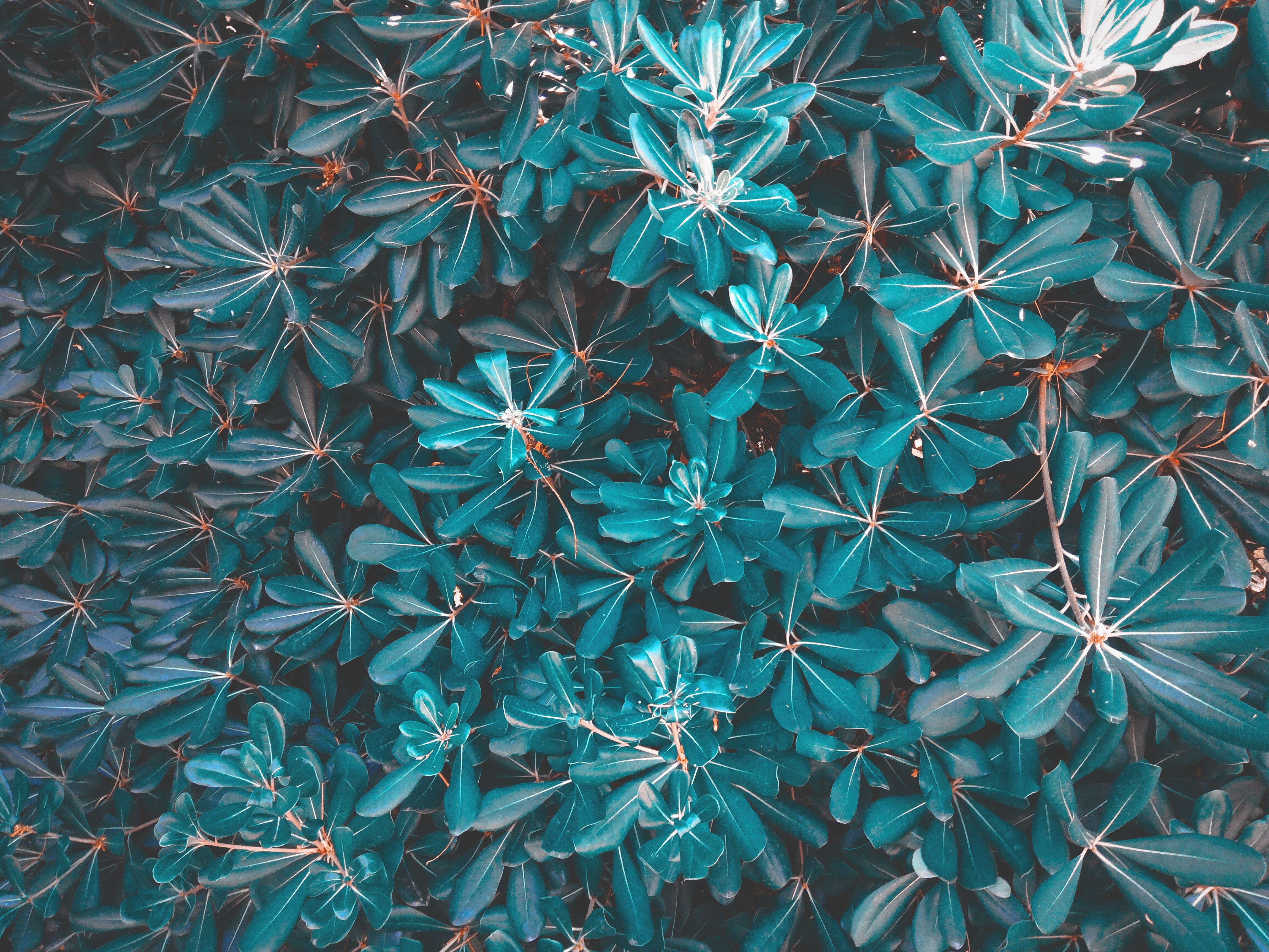 Leaves, Plant, Blue - 143 - HD Wallpaper 
