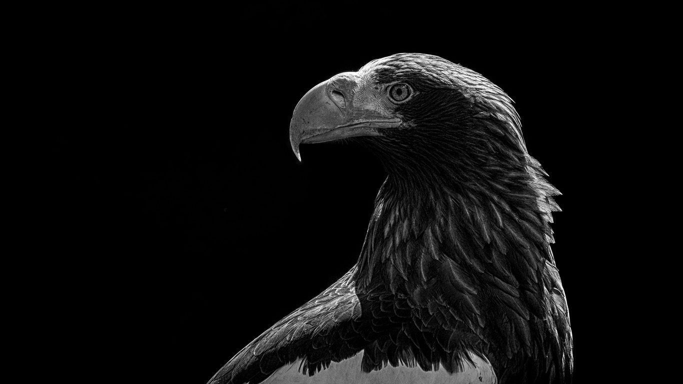 Black Eagle Wallpaper 4K : A collection of the top 8 4k eagle