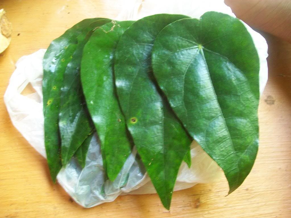 Bay Laurel - HD Wallpaper 