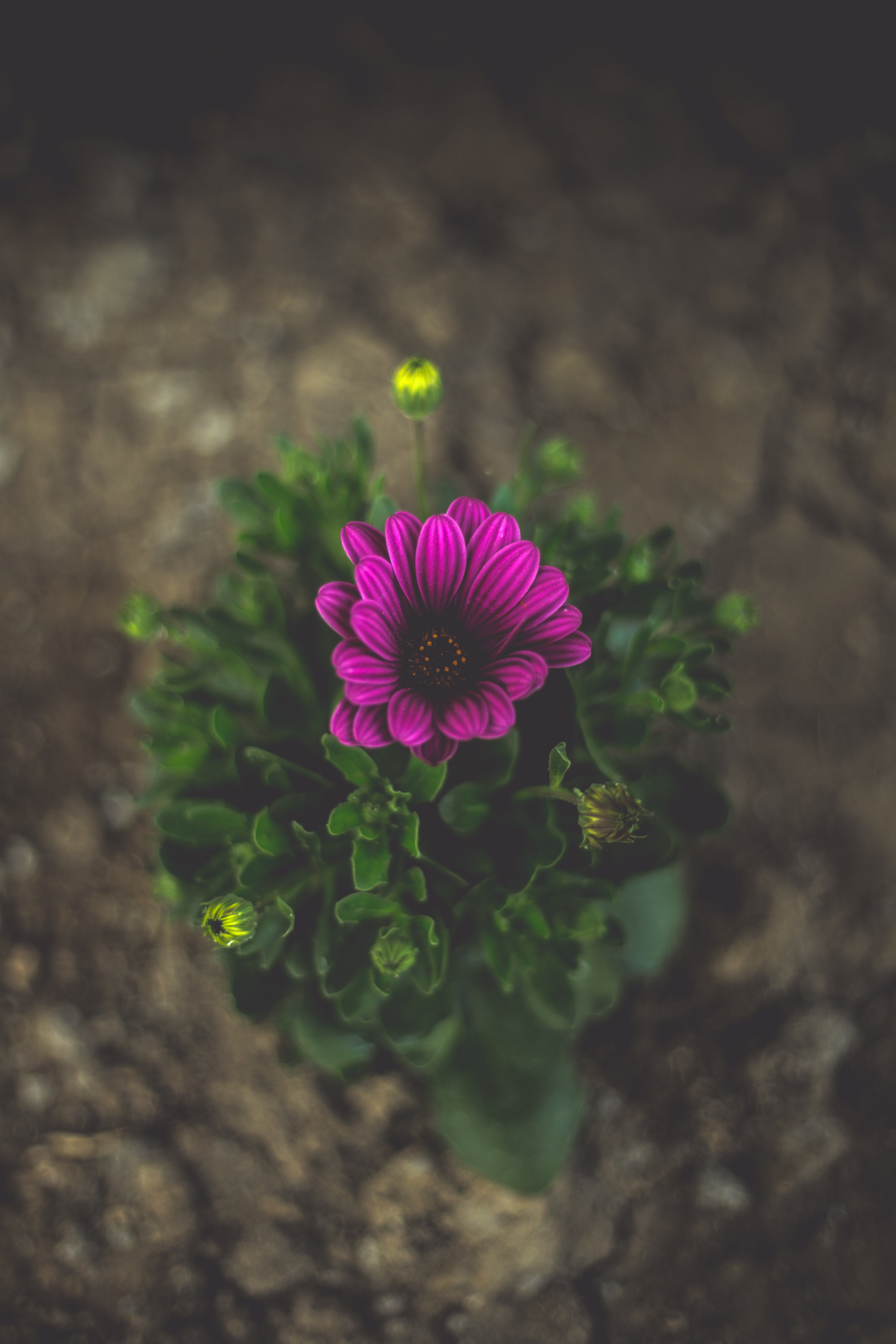 Wallpaper Flower, Violet, Close-up, Blur - Wallpaper - HD Wallpaper 