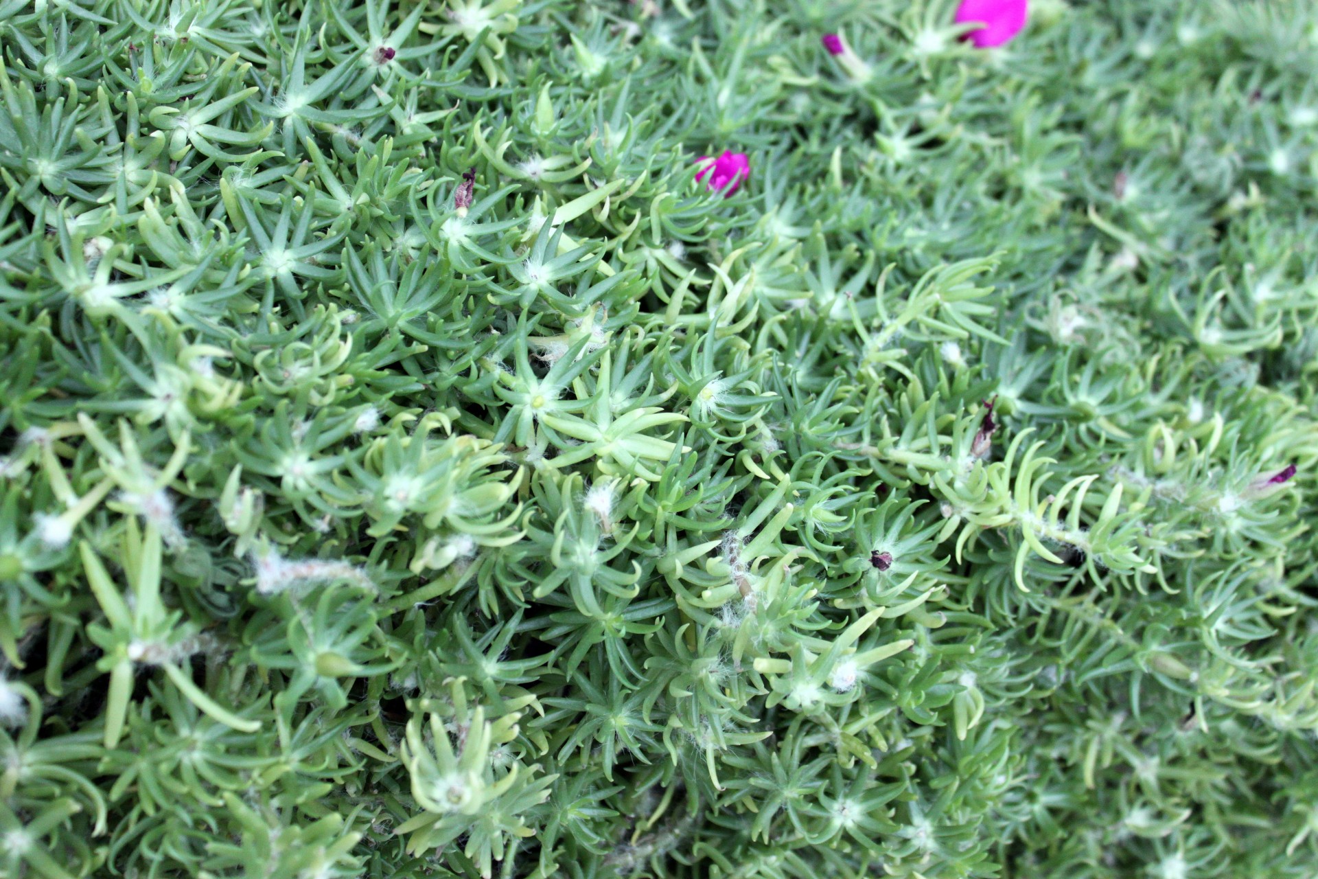 Background Green Free Photo - Stitchwort - HD Wallpaper 