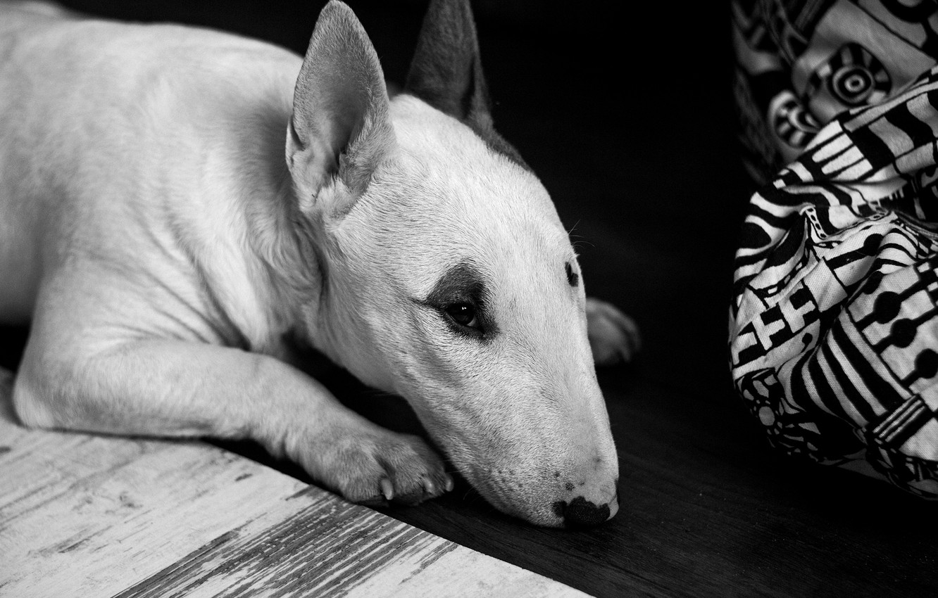 Photo Wallpaper Dog, Animal, Black And White, Floor, - HD Wallpaper 