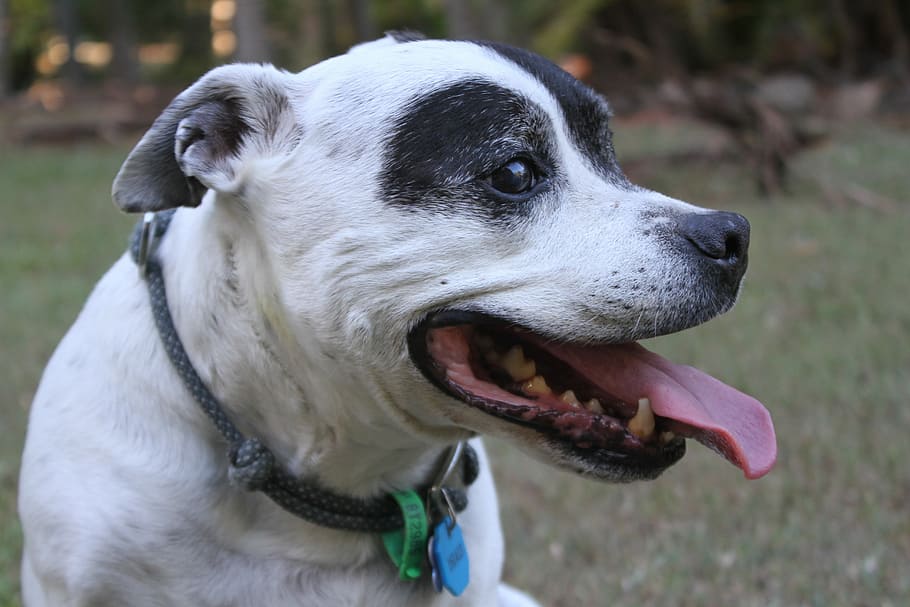 Staffy, Staffordshire, Bull, Terrier, Solid, Black, - 白色 斯 塔 福 郡 鬥牛 梗 - HD Wallpaper 