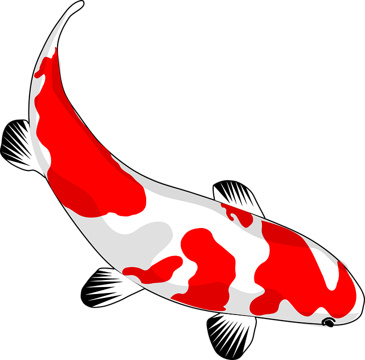 Koi Fish Clipart - HD Wallpaper 