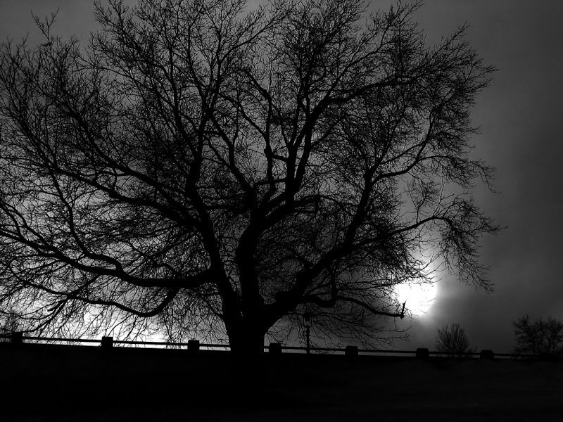 Dark Color Style Landscapes Wallpapers-dark Color Style, - Dark Trees - HD Wallpaper 