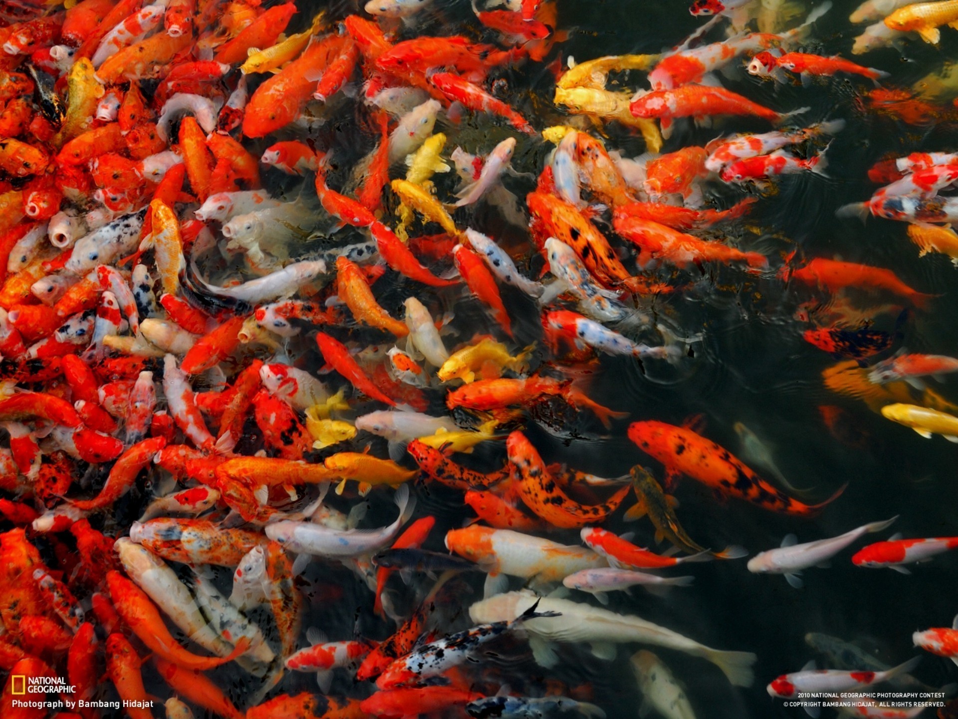 1920x1440, Water Japan China Fish National Geographic - Koi Fish Wallpaper Desktop - HD Wallpaper 