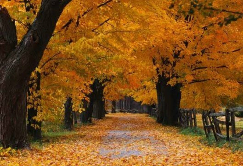 Autumn - HD Wallpaper 