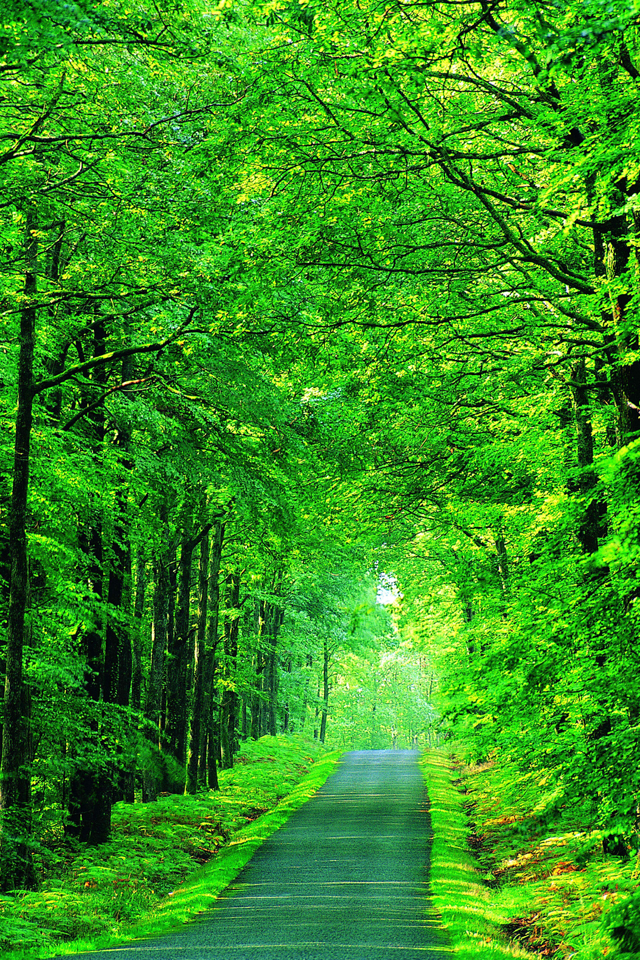 Hd Green Road Iphone 4 Wallpapers - Forest Green Screen Backgrounds - HD Wallpaper 