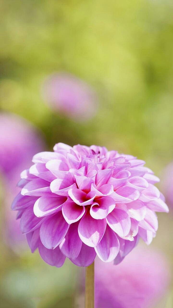 Dahlia - HD Wallpaper 