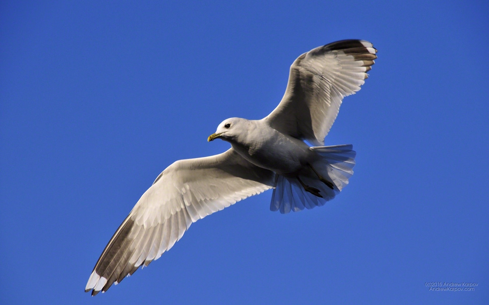 Great Black-backed Gull - HD Wallpaper 