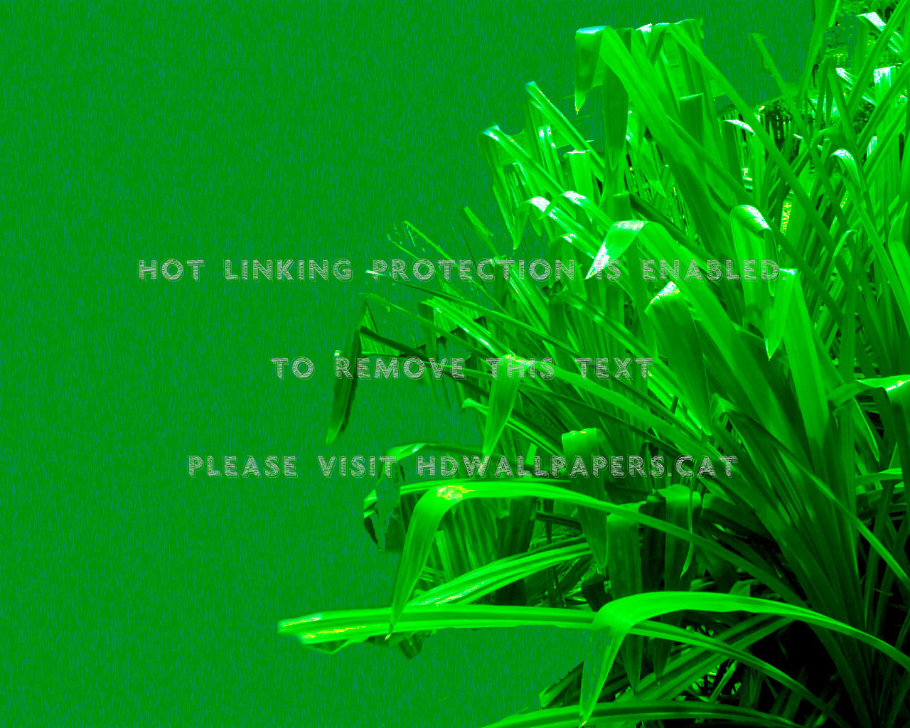 Daun Pandan Nature Leaves Green Bright - Obat Untuk Mata Lamur - HD Wallpaper 
