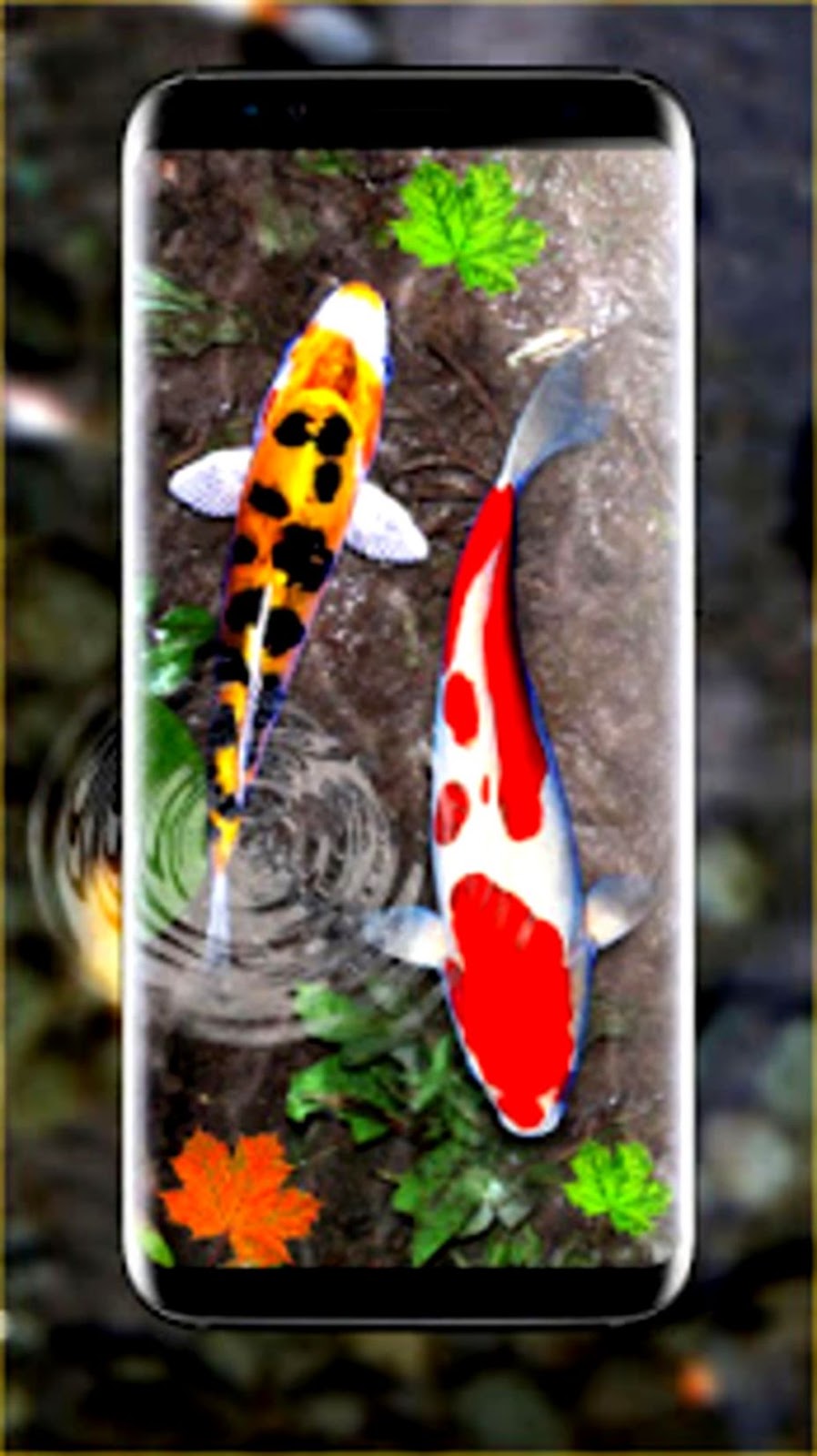 3d Koi Fish Wallpaper Hd 3d Fish Live Wallpapers For - Full Hd 3d Fish Wallpaper  Hd - 898x1600 Wallpaper 