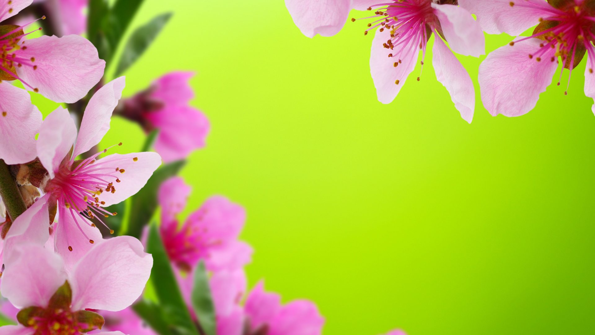 2 Color Flower Background - HD Wallpaper 