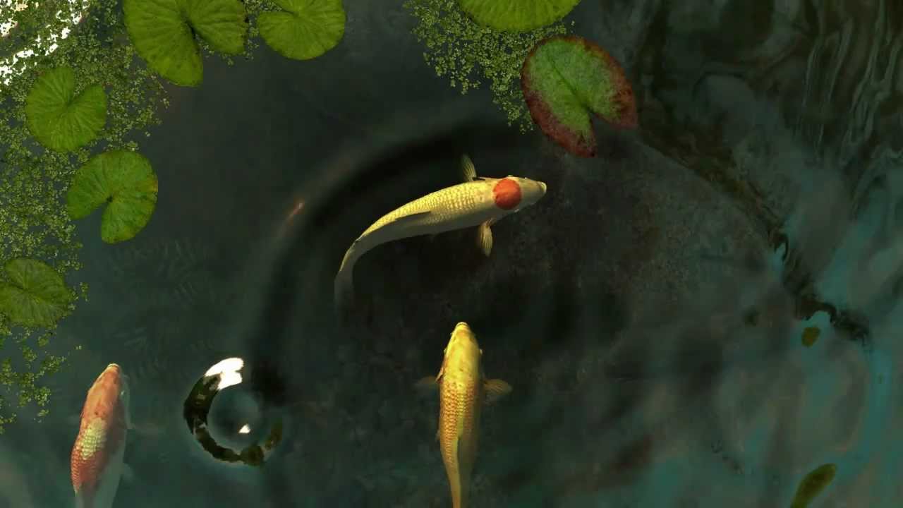 Koi Screensaver - HD Wallpaper 