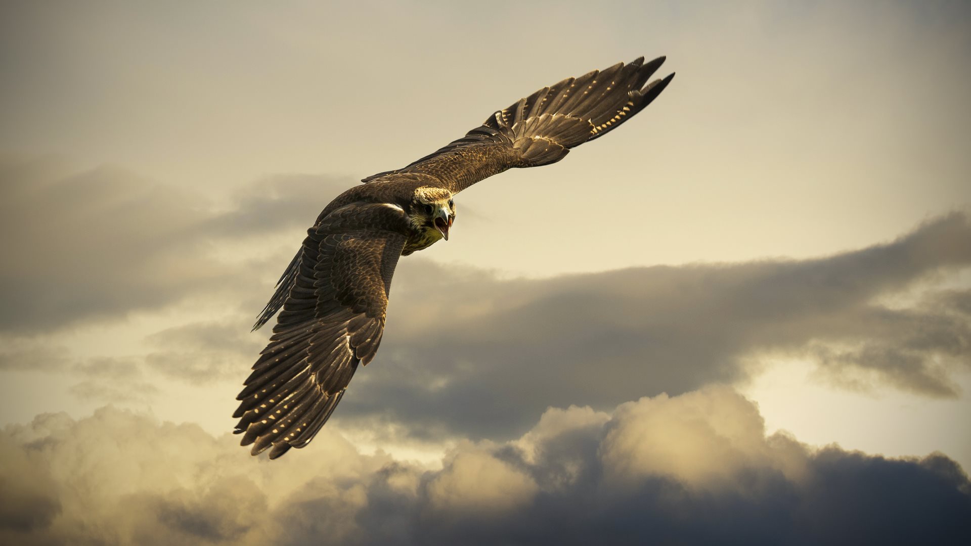 Hawk Wallpaper 4k - HD Wallpaper 