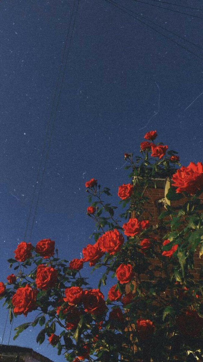 Rose Wallpaper With Quotes - HD Wallpaper 