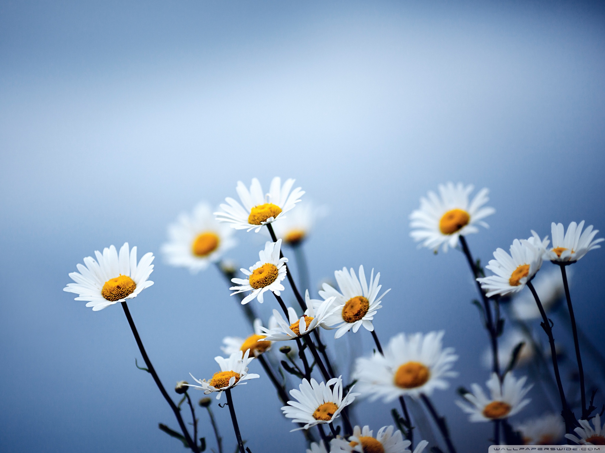 Daisies Hd - HD Wallpaper 