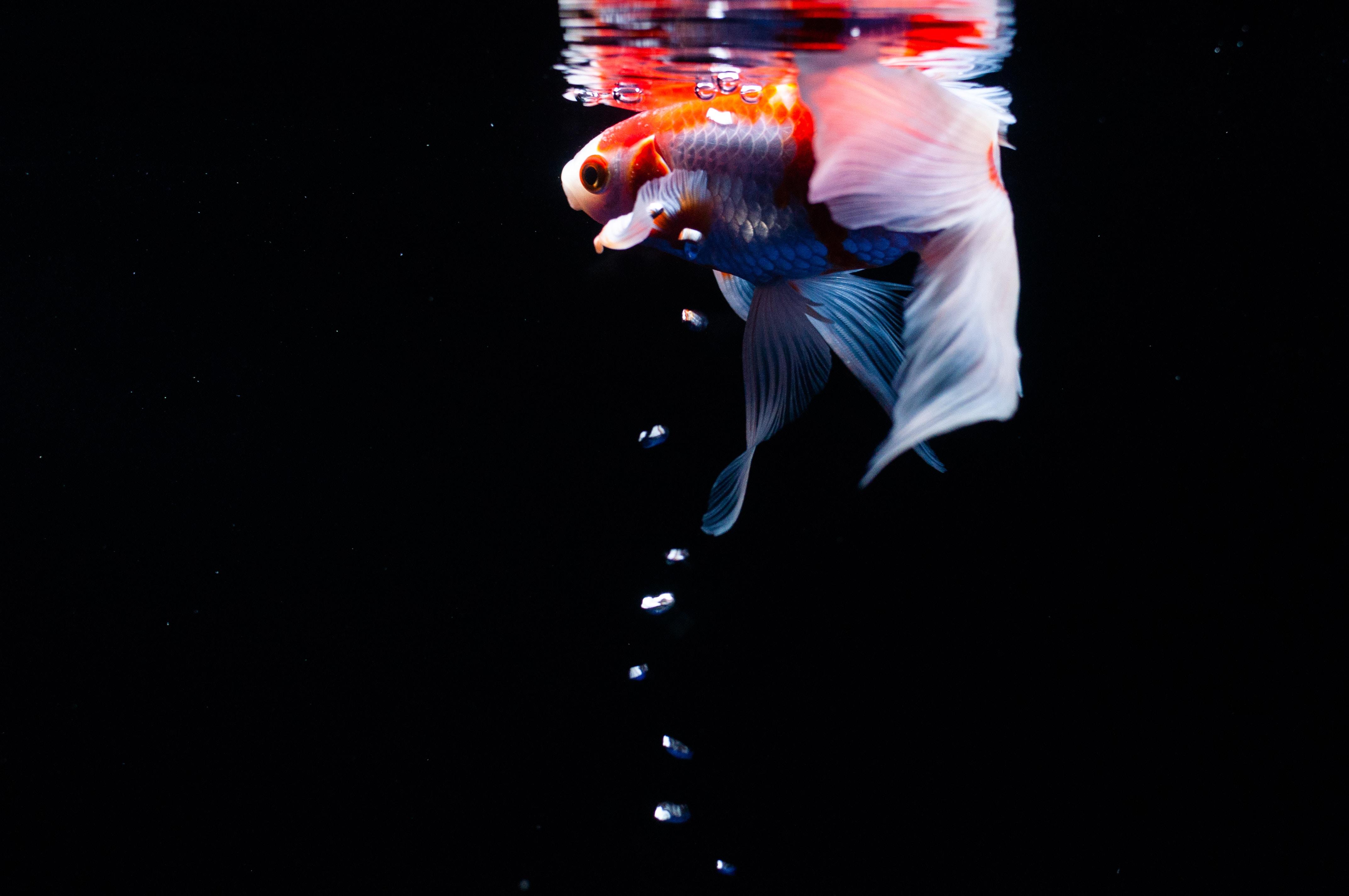 Koi, Carp, Fish, Tail, Fins, Water, Under Water, Bubbles - HD Wallpaper 