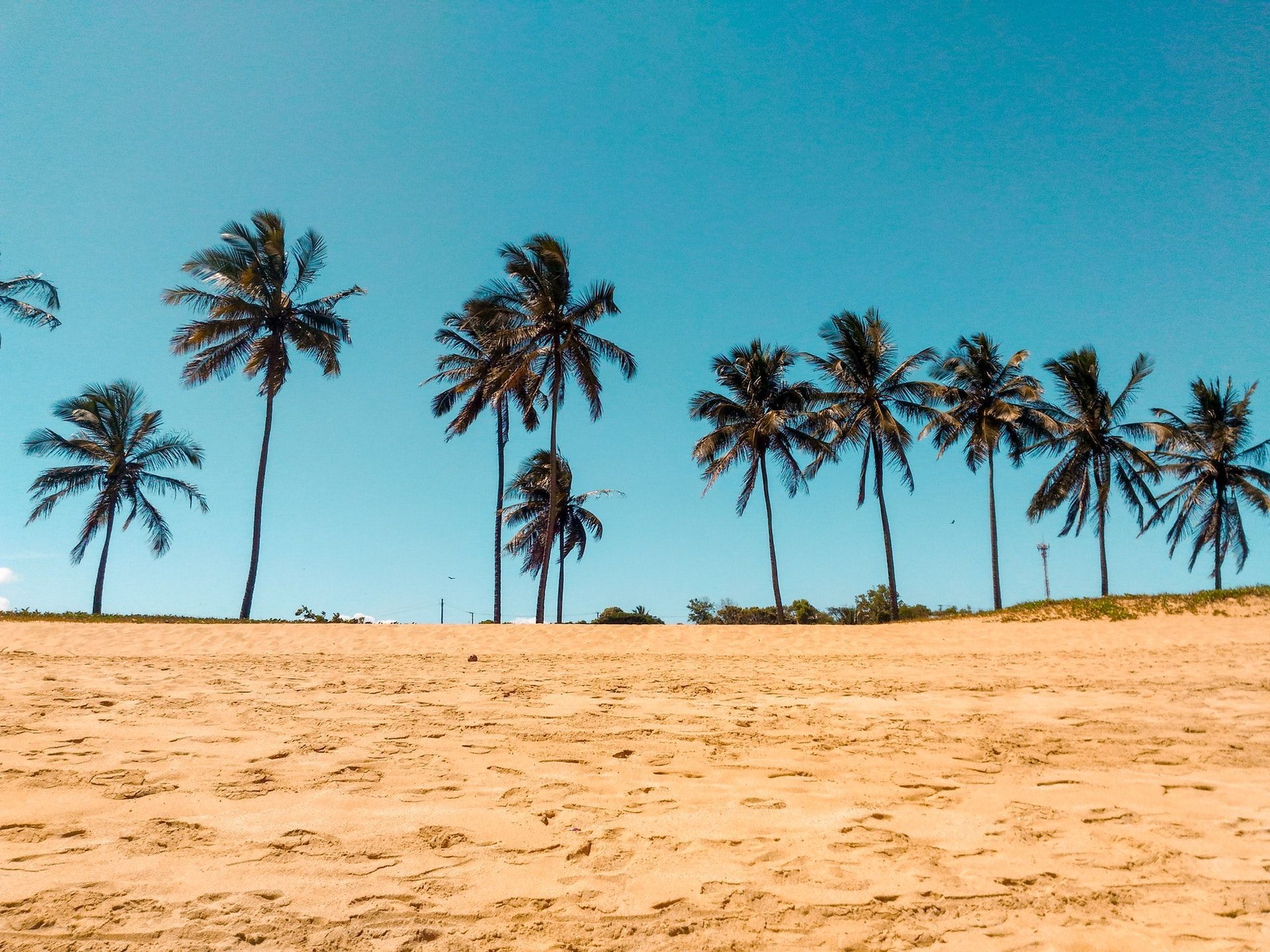 California Sand Beach With Palm Tree Wallpaper - Beach And Trees - HD Wallpaper 