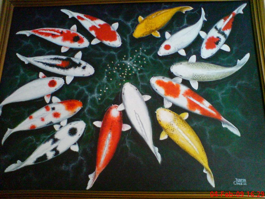 Feeder Fish - HD Wallpaper 