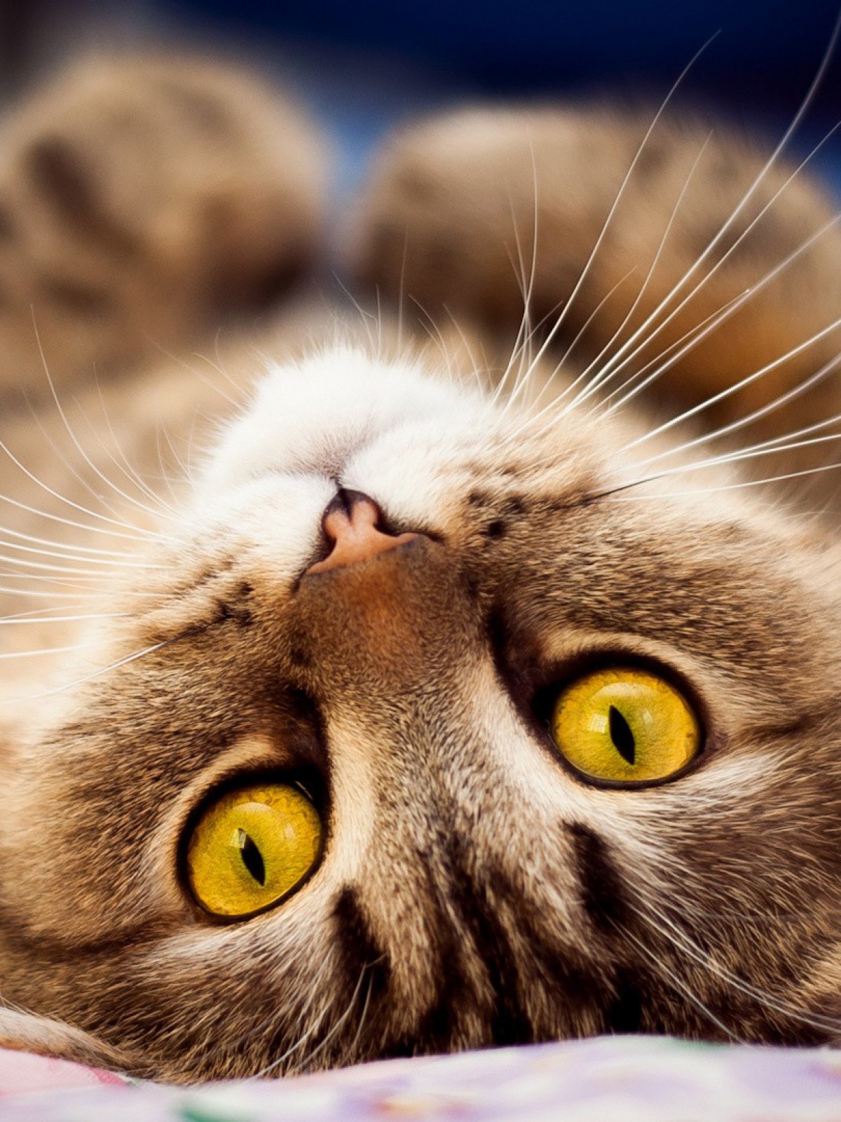 Cat Amber Eyes - HD Wallpaper 