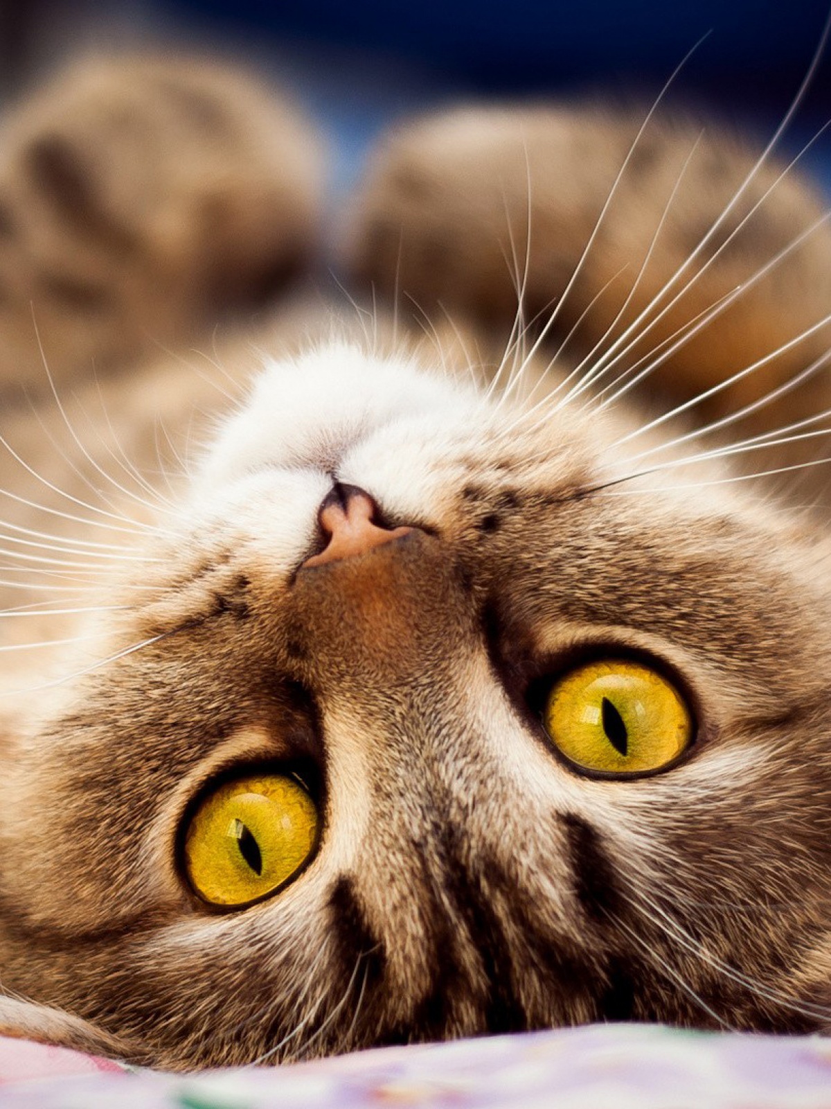 Cat Amber Eyes - HD Wallpaper 