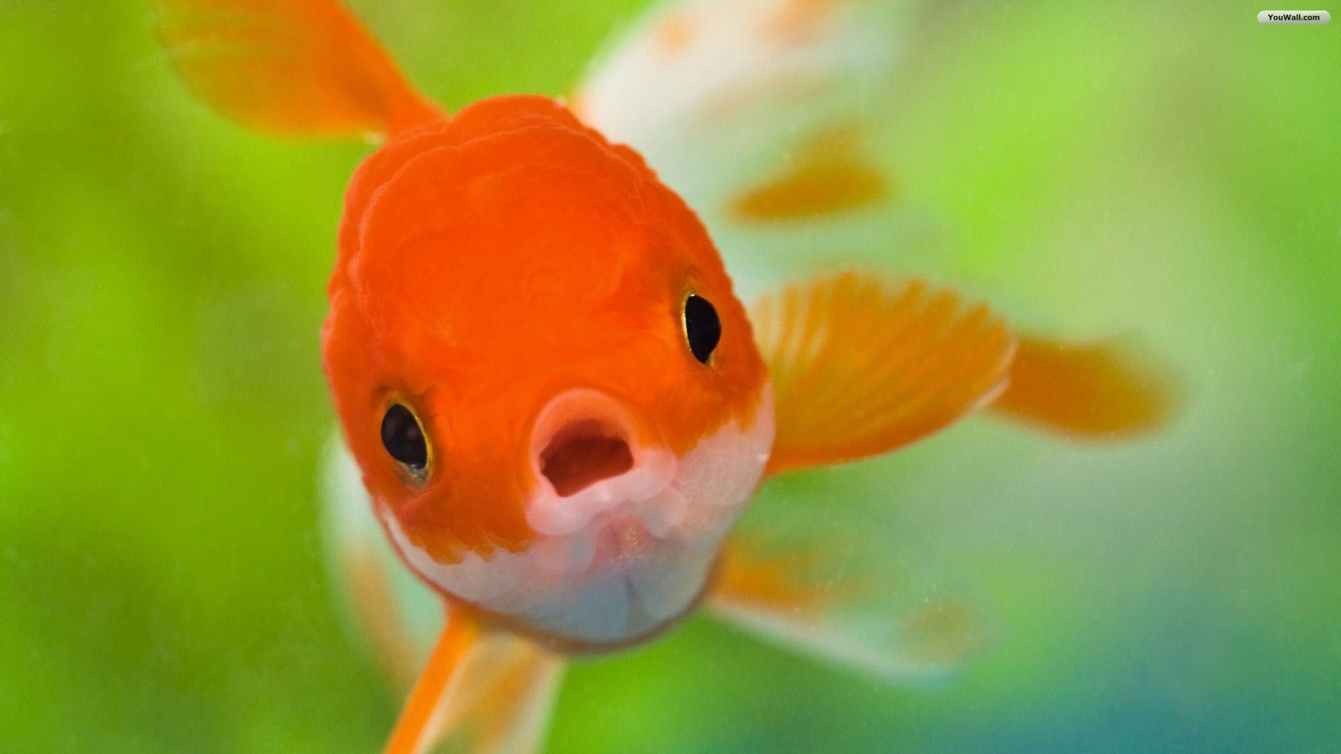 Fish Wallpaper - Pet Goldfish - HD Wallpaper 
