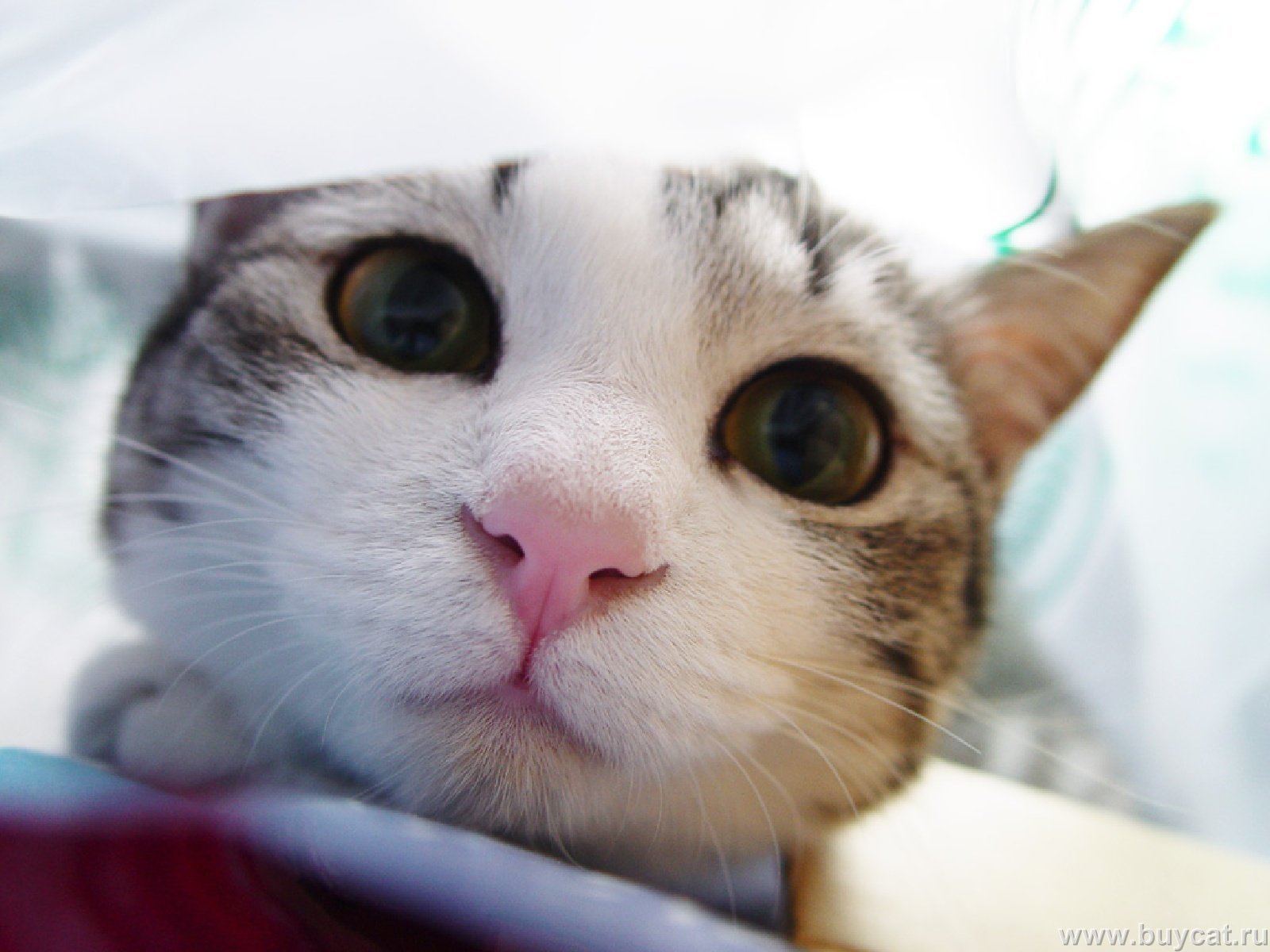 Kucing cute gambar Wallpaper Gambar