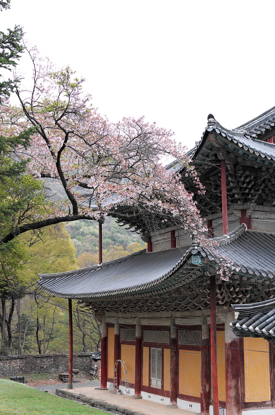 Korea, Temple, Section, Travel, Buddhism, Tourism, - Cherry Blossom - HD Wallpaper 