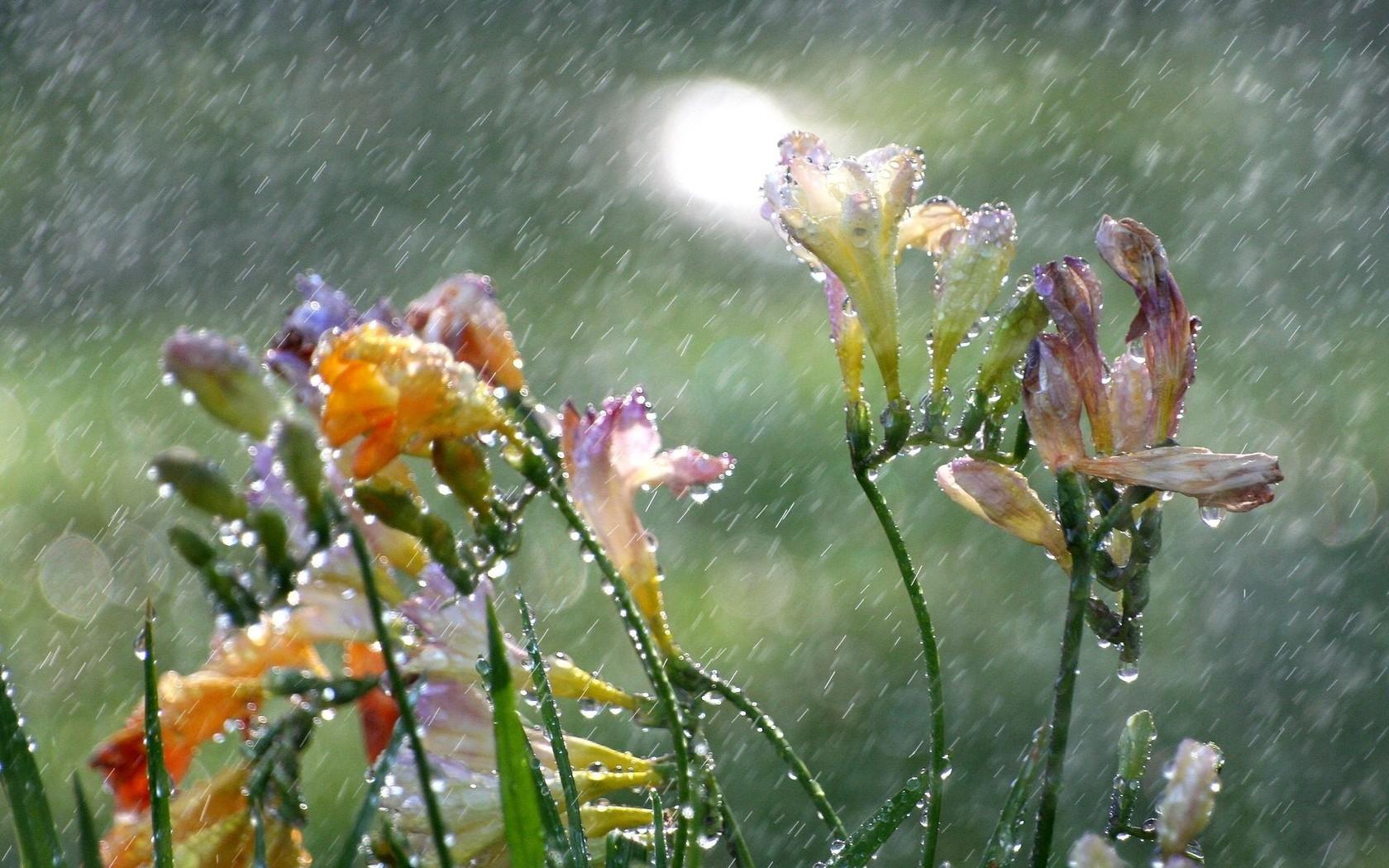 Flowers, Freesia, Rain - Benefits Of Rain - HD Wallpaper 