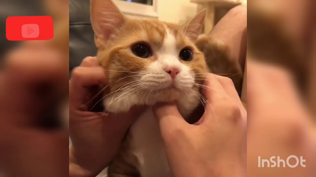 Domestic Short-haired Cat - HD Wallpaper 