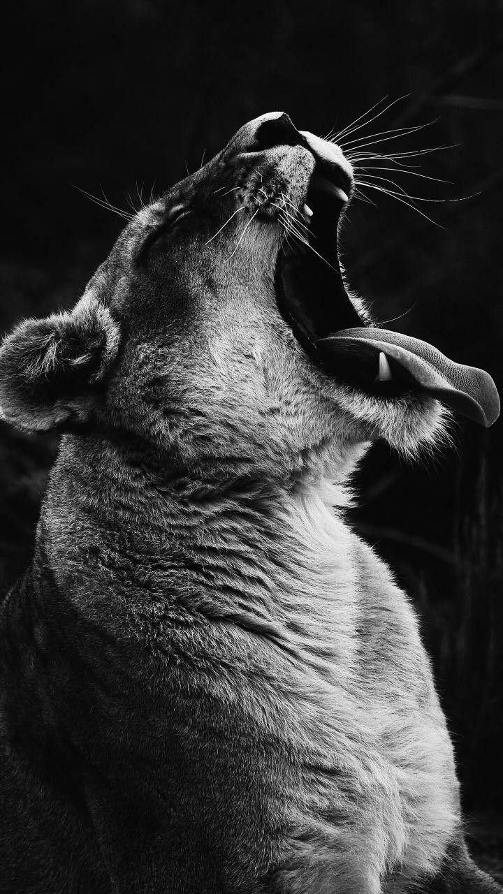 Mobile Wallpapers Hd - HD Wallpaper 