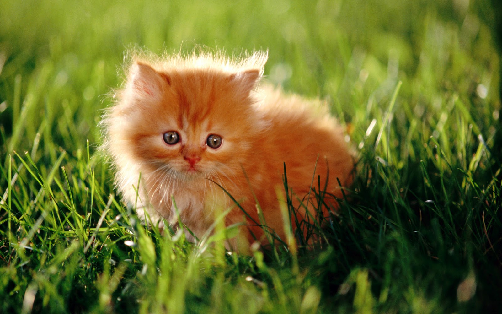 Cute Furry Kittens - HD Wallpaper 