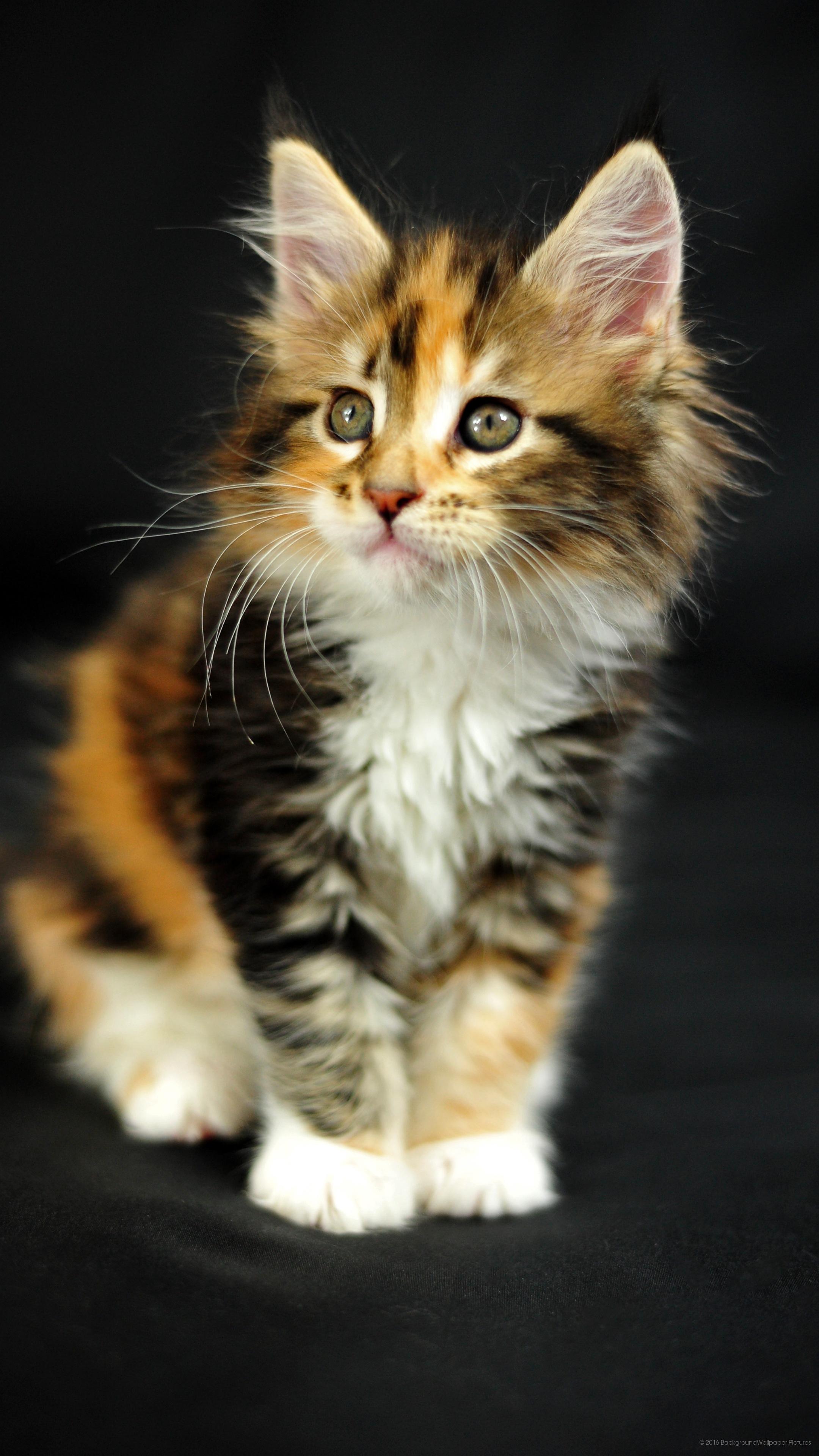 237 Wallpaper Kucing Gerak Lucu Images & Pictures - MyWeb