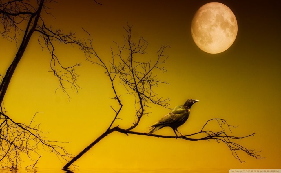 Bird Sitting On A Tree - HD Wallpaper 