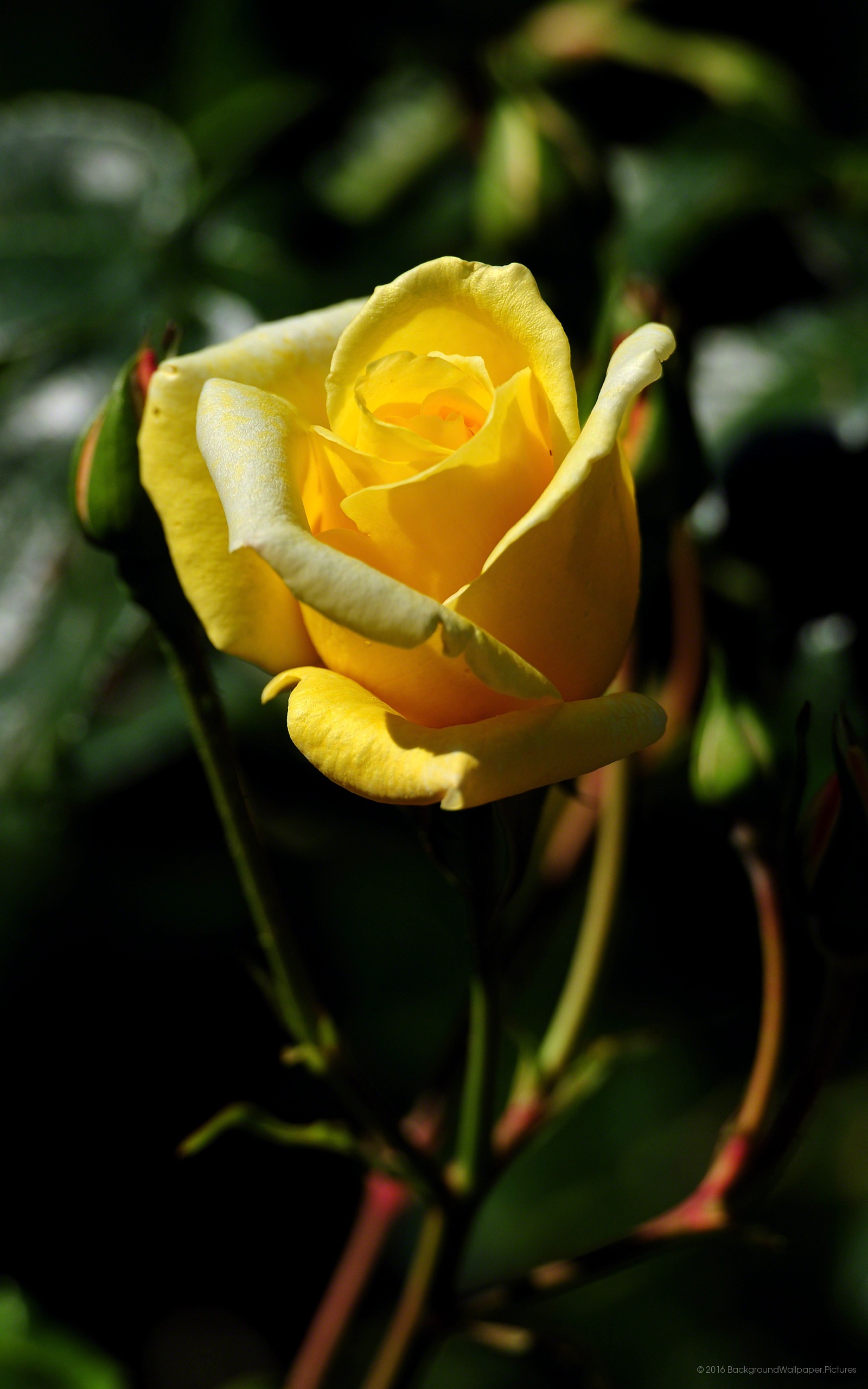 Bunga Wallpaper - بهترین تصویر زمینه ها گل - HD Wallpaper 