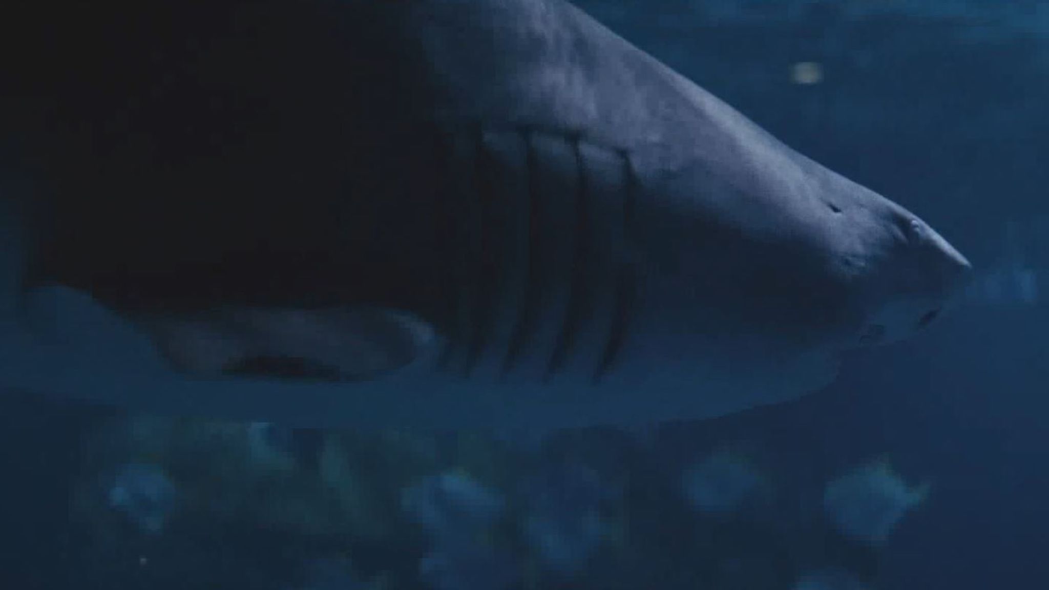 The Mi6 Advert States That Being An Intelligence Officers - Underwater - HD Wallpaper 