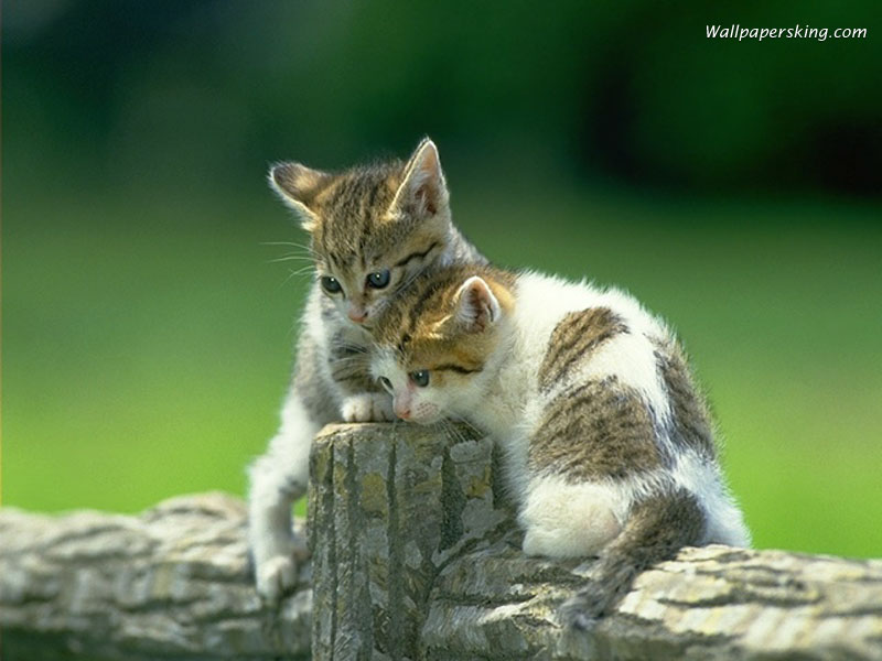 436 Wallpaper Bergerak Kucing Picture - MyWeb