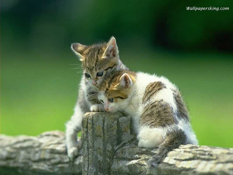 Wallpaper Kucing Lucu - صور قطط مكتوب عليها - HD Wallpaper 