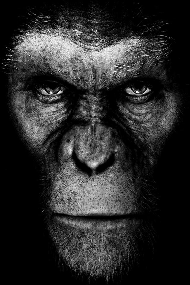 Ape Wallpaper Hd Iphone - HD Wallpaper 