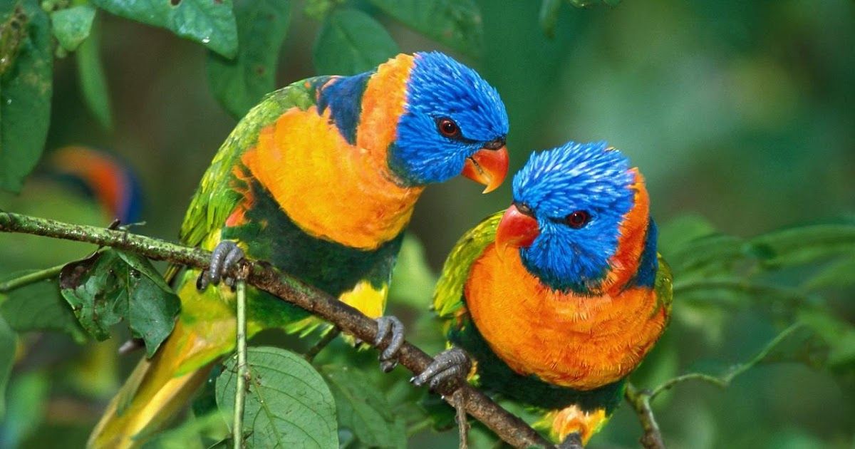 Birds Can See - HD Wallpaper 