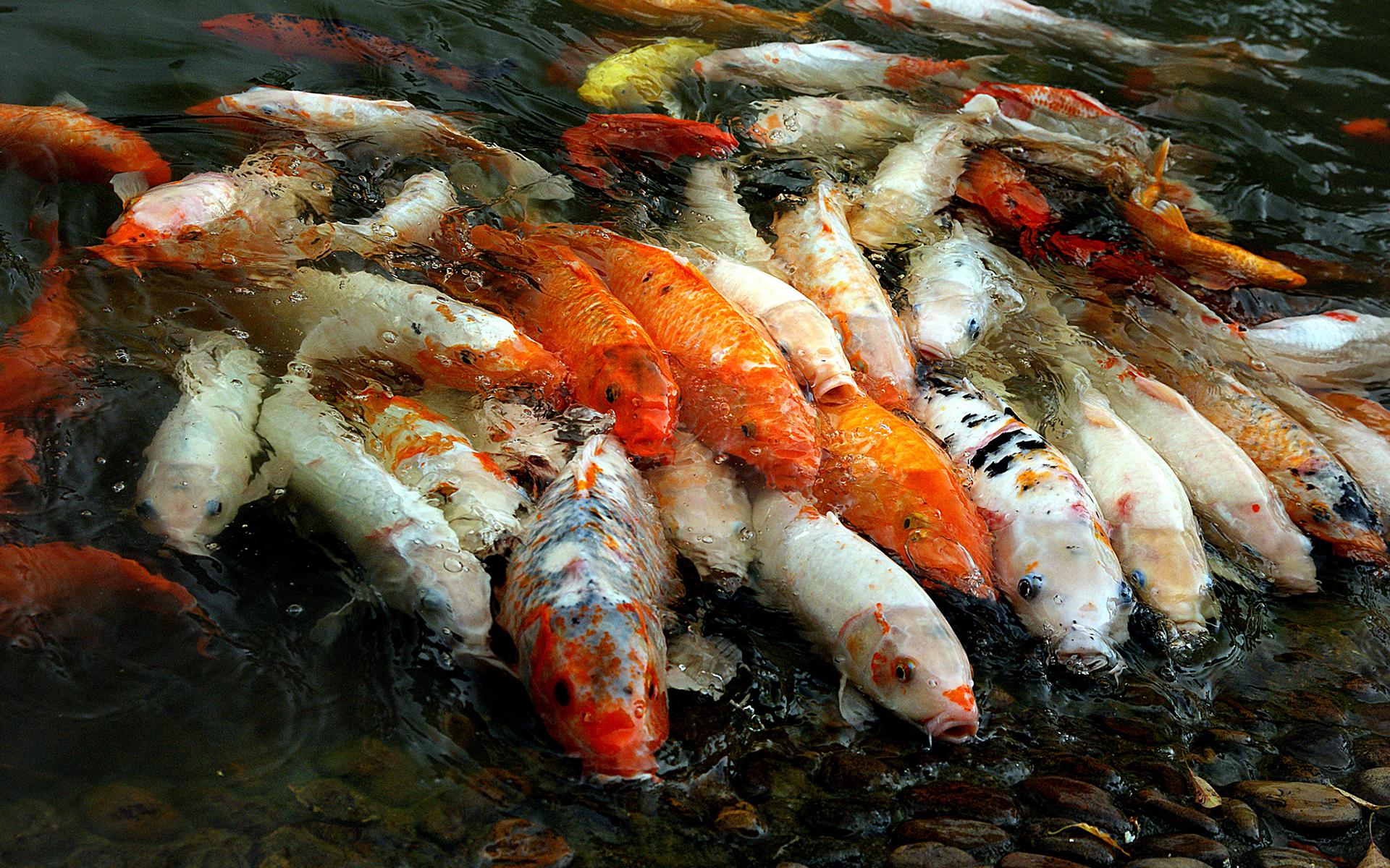 High Resolution Koi Fish Hd - HD Wallpaper 