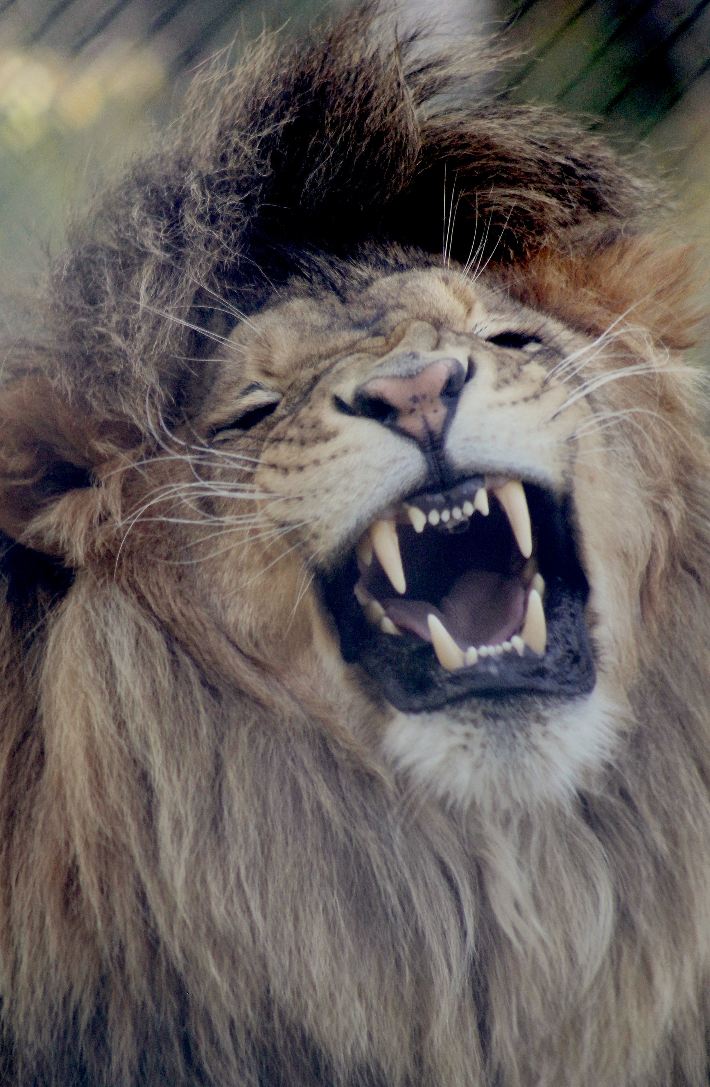 Masai Lion - HD Wallpaper 