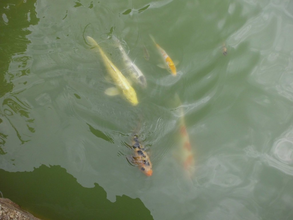 Insect - HD Wallpaper 