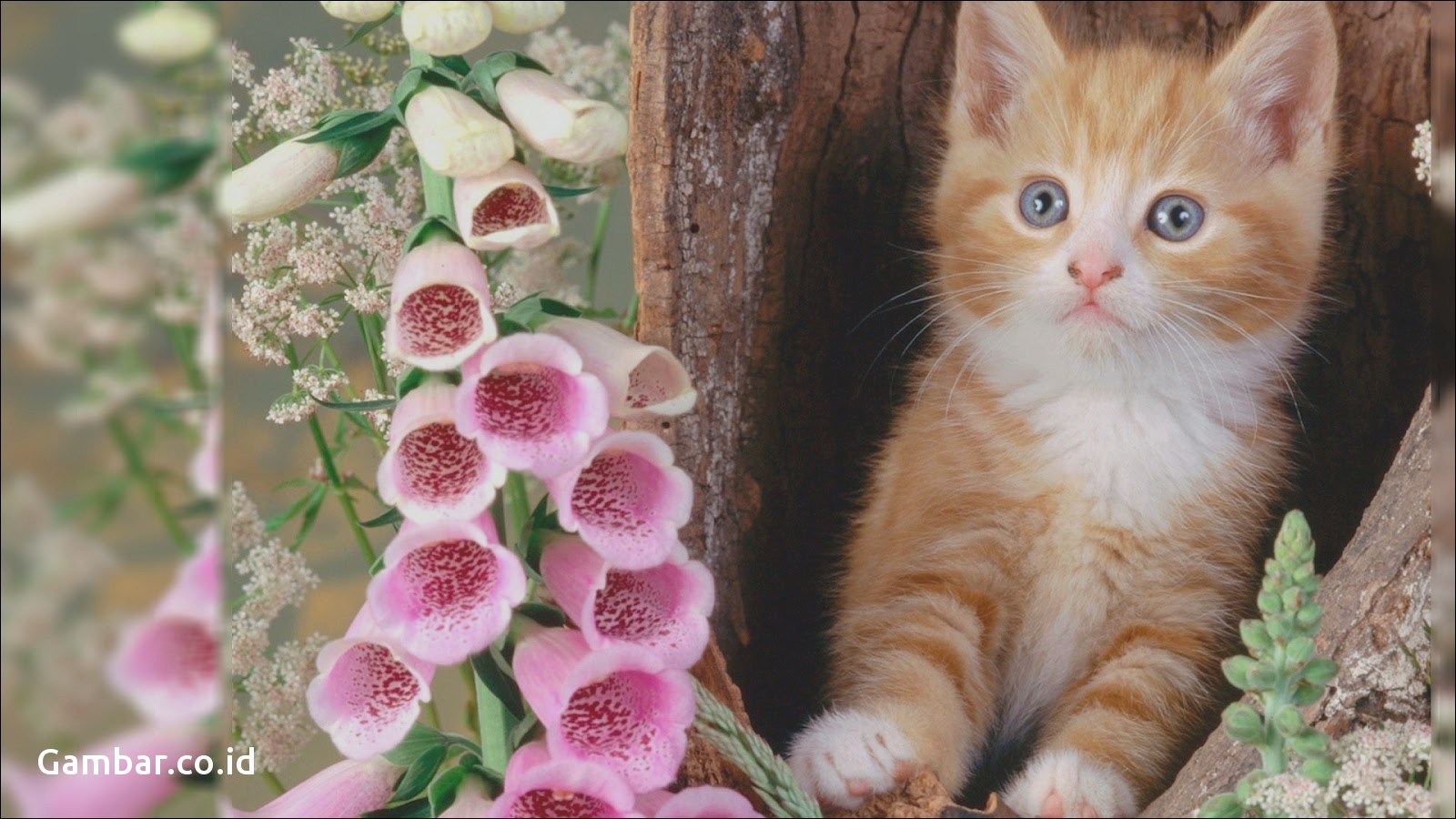  Wallpaper  Kucing  Lucu Hd  Beautiful Cute Cats 1600x900 